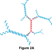 Figures 2A