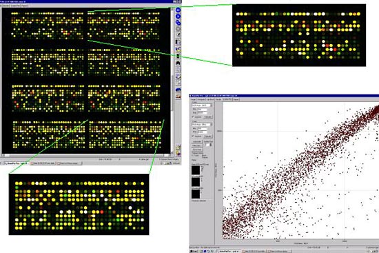 2ug Brain Total RNA (Cy3) vs. 2ug Liver Total RNA (Cy5) No dT Blocker Vial 6 Hybridization Buffer @ 64C