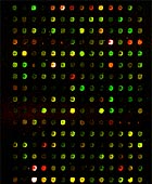 Array 900MPX Photo