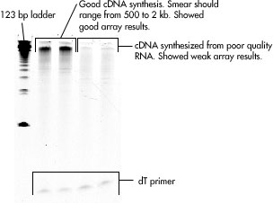 Interpreting Gel Results
