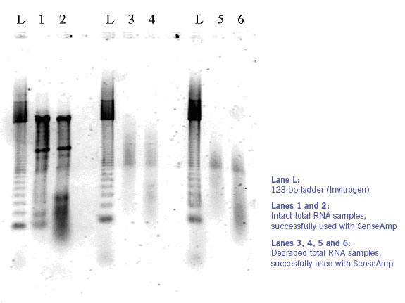 Figure 1: 1% agarose gel of intact and degraded RNA samples. One microgram of each RNA sample was loaded onto the gel. 